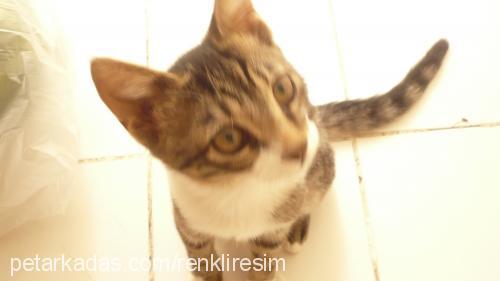 freezby Erkek Tekir Kedi