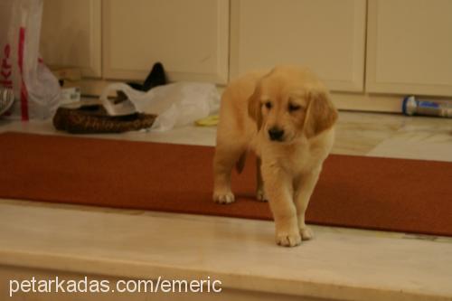 maya Dişi Golden Retriever