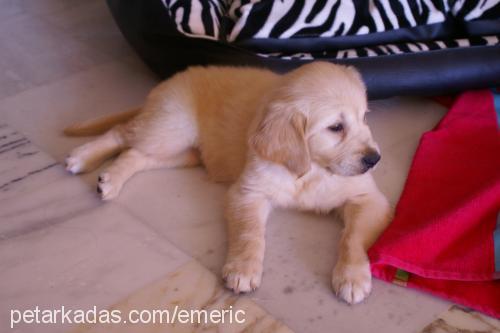 maya Dişi Golden Retriever