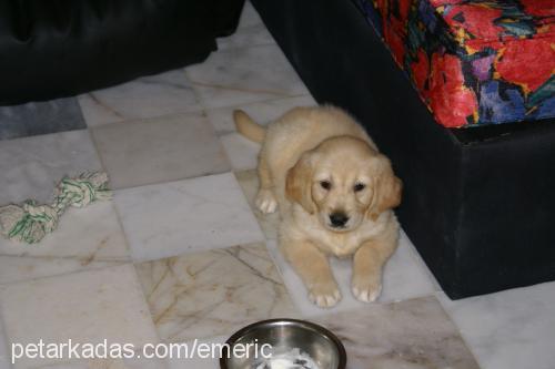 maya Dişi Golden Retriever