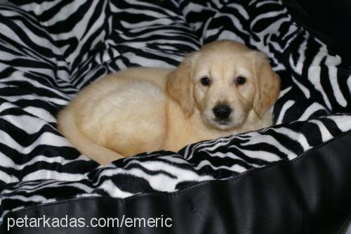 maya Dişi Golden Retriever