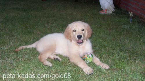 gold Erkek Golden Retriever