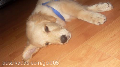 gold Erkek Golden Retriever