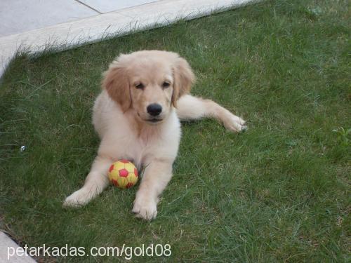 gold Erkek Golden Retriever