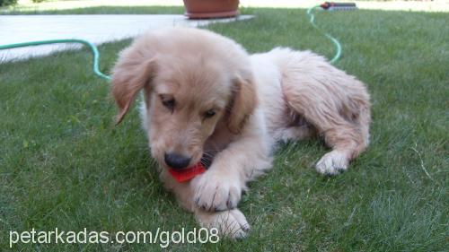 gold Erkek Golden Retriever