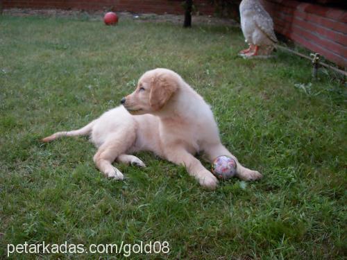 gold Erkek Golden Retriever