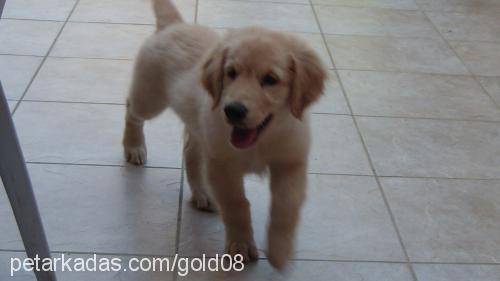 gold Erkek Golden Retriever