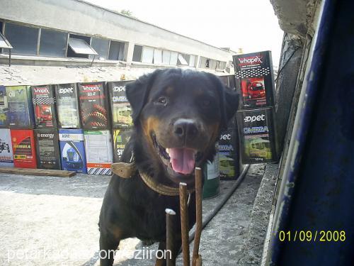 tülü Dişi Rottweiler