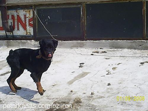 tülü Dişi Rottweiler