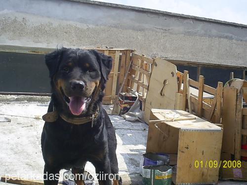 tülü Dişi Rottweiler