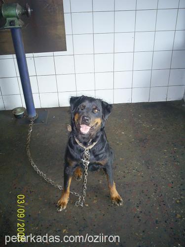 tülü Dişi Rottweiler