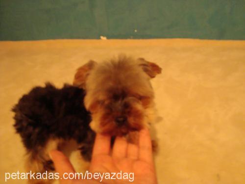 daisy Dişi Yorkshire Terrier