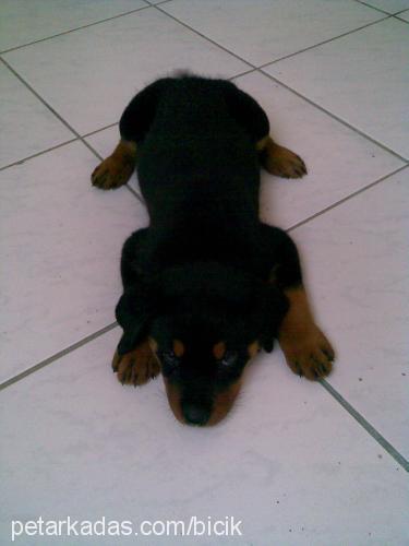 hera Dişi Rottweiler