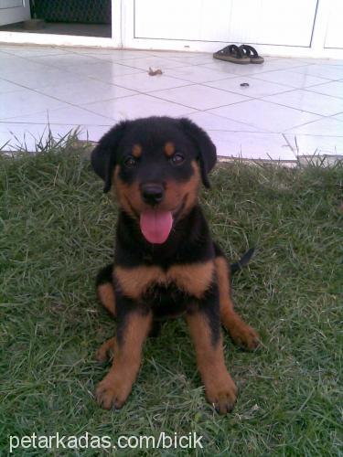 hera Dişi Rottweiler