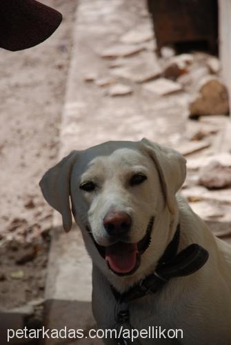 zeus Erkek Labrador Retriever