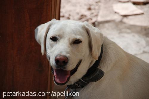 zeus Erkek Labrador Retriever