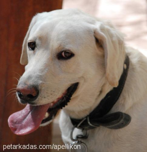 zeus Erkek Labrador Retriever