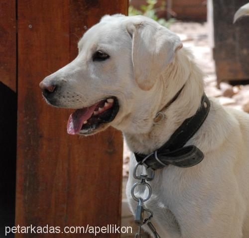 zeus Erkek Labrador Retriever