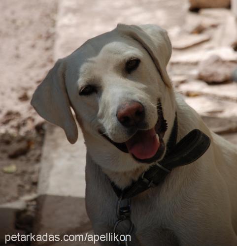 zeus Erkek Labrador Retriever