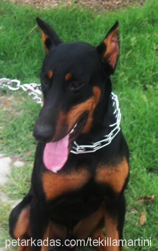 tekilla Erkek Doberman Pinscher