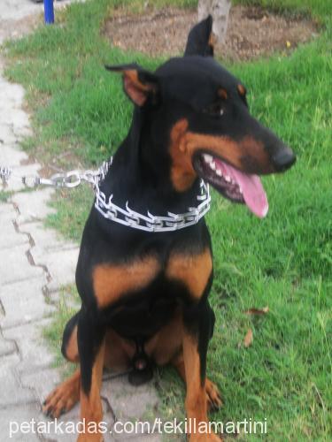 tekilla Erkek Doberman Pinscher