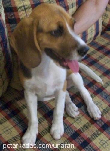 lili Dişi Beagle