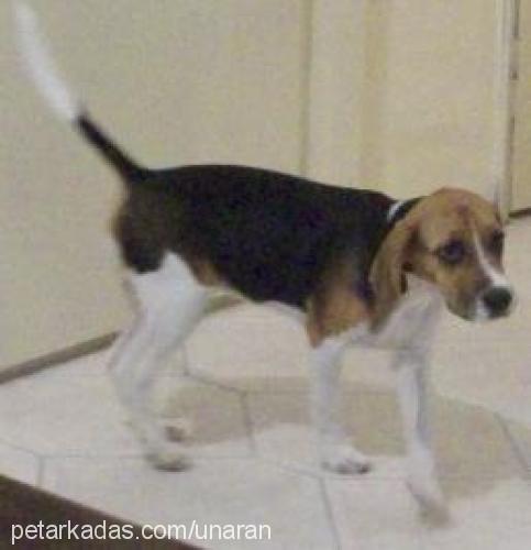 lili Dişi Beagle