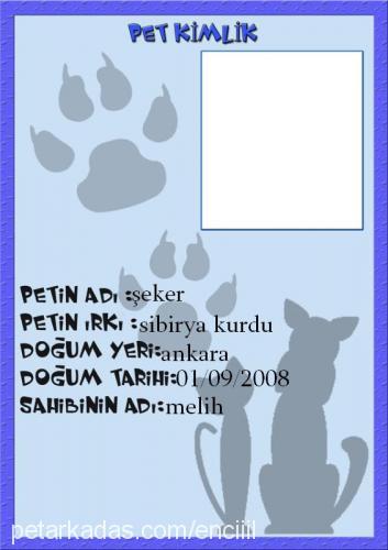 şeker Erkek Sibirya Kurdu (Husky)