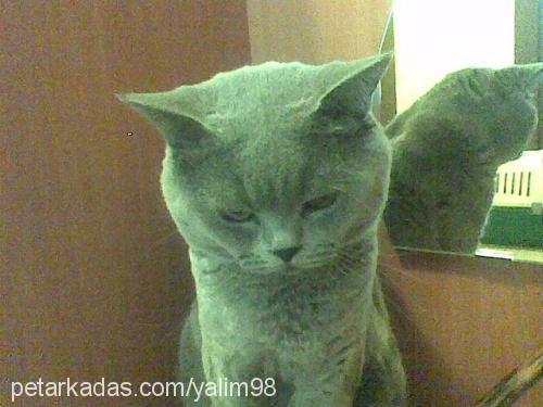 grİ Erkek British Shorthair