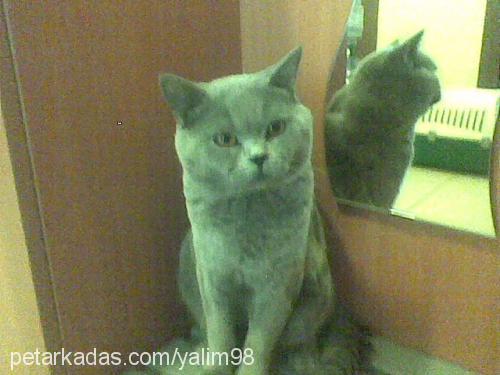 grİ Erkek British Shorthair