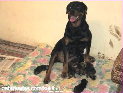 oscar Erkek Rottweiler