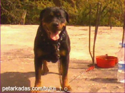 oscar Erkek Rottweiler