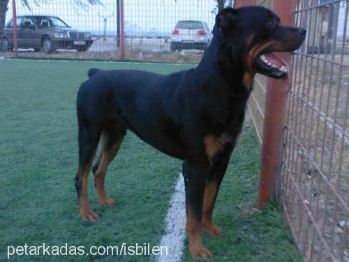 fredi Erkek Rottweiler