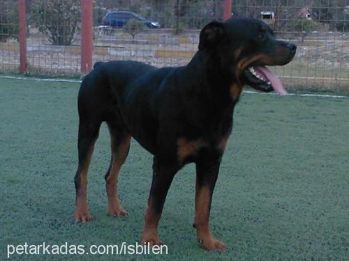 fredi Erkek Rottweiler