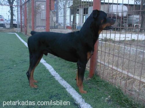 fredi Erkek Rottweiler