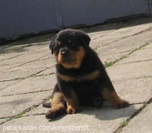 maya Dişi Rottweiler