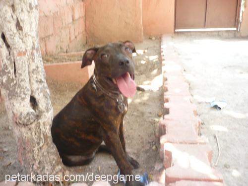 dona Dişi Amerikan Pitbull Terrier