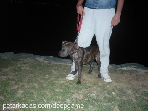 dona Dişi Amerikan Pitbull Terrier