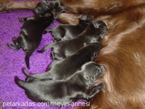 meyinbebişleri Erkek Flat Coated Retriever