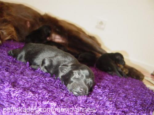 meyinbebişleri Erkek Flat Coated Retriever