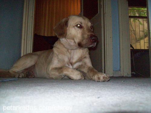 tarçın Erkek Labrador Retriever