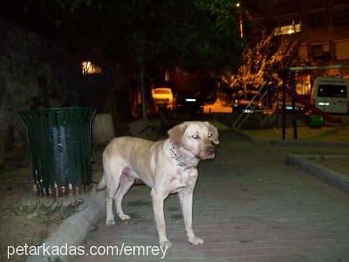 tarçın Erkek Labrador Retriever