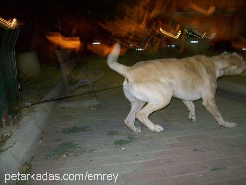 tarçın Erkek Labrador Retriever