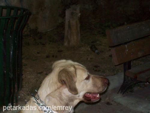 tarçın Erkek Labrador Retriever