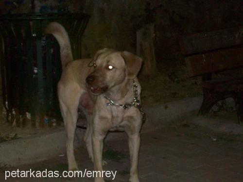 tarçın Erkek Labrador Retriever