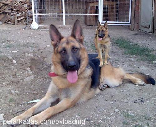 bulut Erkek Alman Çoban Köpeği