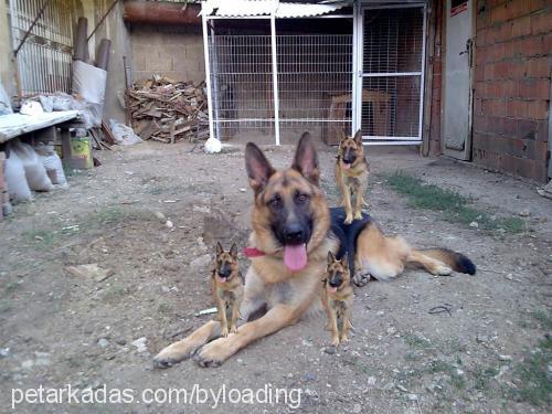 bulut Erkek Alman Çoban Köpeği