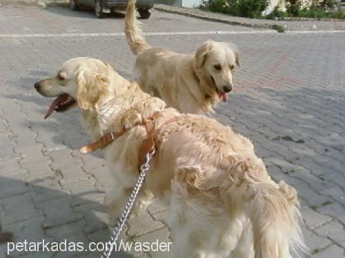 şela Dişi Golden Retriever