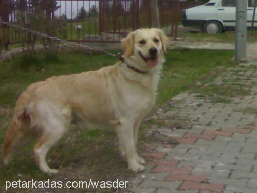 şela Dişi Golden Retriever