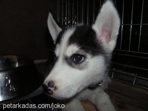 daisy Dişi Sibirya Kurdu (Husky)